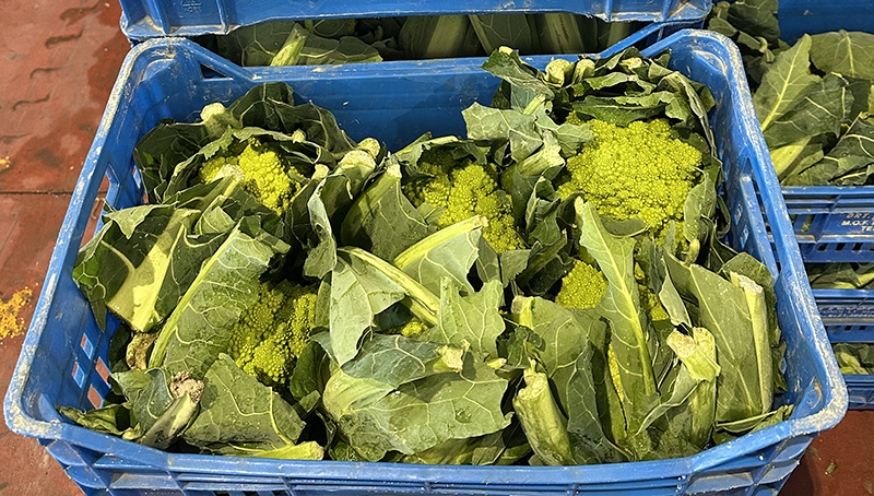 Broccolo romanesco - Italia - 1,00 euro al chilogrammo